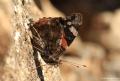 Vanessa atalanta (Atalanta)